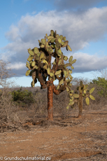 Galapagos-Pflanzen11.jpg